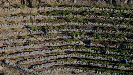 Drone-top-down-bird's-eye-view-of-workers-in-vineyard-harvesting-grapes-in-Sil-Canyon,-Galicia-Spain