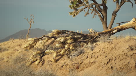 Cactus-Muertos-En-La-Reserva-Nacional-De-Mojave