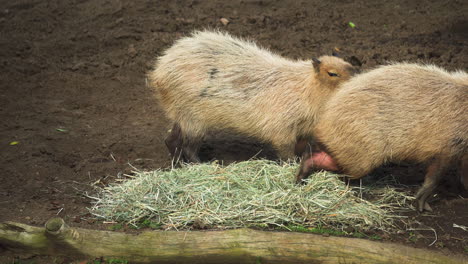 Dos-Capibaras-Comiendo-Hierba-En-El-Zoológico-De-San-Diego.