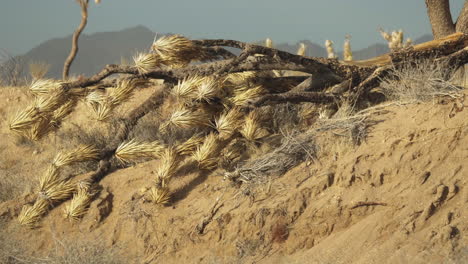 Dry-broken-yucca-tree-in-the-Mojave-Preserve