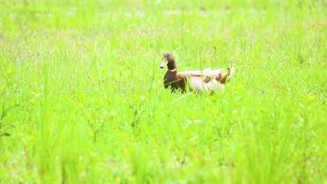Bangladeshi-Native-Ducks-Feeds-On-Organic-Rice-Fields