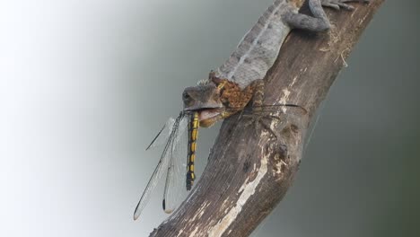 Lizard---eating-dragonfly-