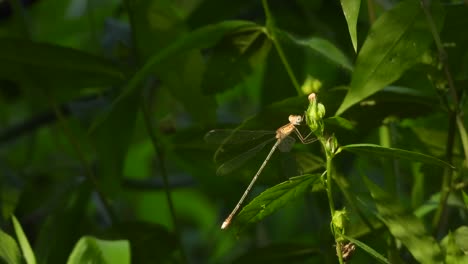 Libelle-Im-Gras-–-Schwarz-–-Wartet-Auf-Die-Jagd
