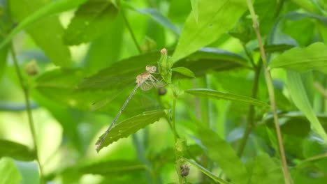 Libelle---Grün---Wartet-Auf-Jagd