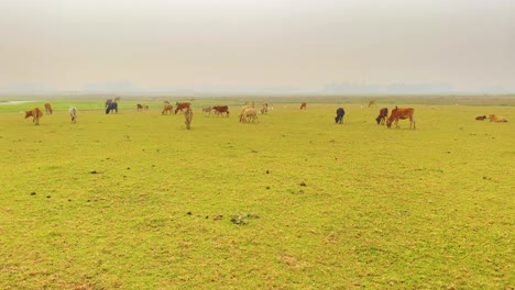 Grupo-De-Vacas-Comiendo-Hierba-En-El-Campo-Contra-El-Cielo-Nublado