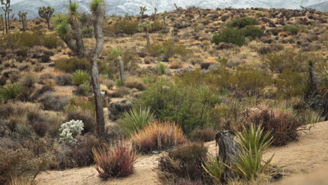 Vista-Panorámica-Del-Desierto-De-Joshua-Tree-Con-Flora-Nativa