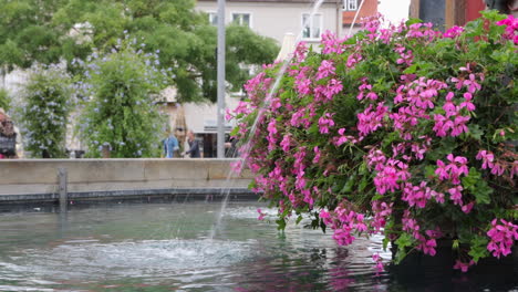 Hermosas-Flores-Rosadas-En-Fischkastenbrunnen,-Fuente-De-Agua-En-Ulm,-Alemania