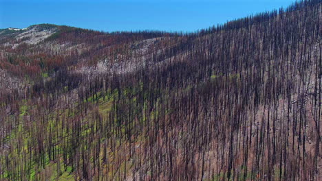 Burned-Trees-On-The-Mountain-Hills-In-El-Dorado-Forest