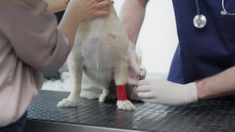 Nahaufnahme-Eines-Männlichen-Tierarztes,-Der-Das-Bein-Eines-Hundes-Bandagiert.