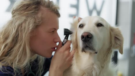 Blonde-female-vet-examine-the-dog-in-the-office.