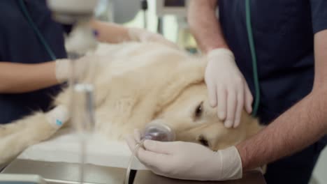Close-up-of-doctor's-anaesthetising-the-dog-on-the-table.