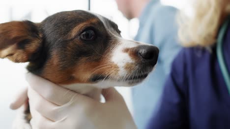 Gestresster-Kleiner-Hund-Beim-Tierarzt.
