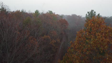 Descending-between-the-colourful-autumn-trees-towards-a-muddy-forest-track
