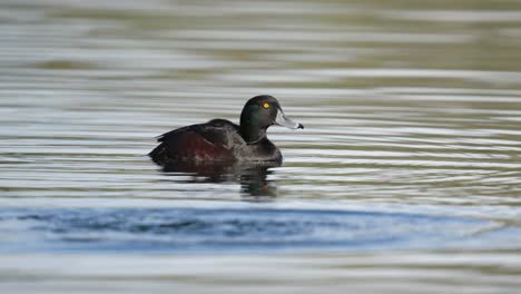 Male-new-zealand-scaup-aka-black-teal-dives-underwater-in-slow-motion