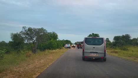 Fahrzeuge-Kommen-Auf-Einer-Safari-Durch-Den-Krüger-Nationalpark-Zu-Einer-Interessanten-Tierbeobachtung,-Während-Ein-Wildhund-Mitten-Auf-Der-Straße-Sitzt,-Südafrika