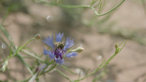 Eine-Einzelne-Biene-Sitzt-Auf-Einer-Violetten-Blüte-Und-Beginnt-In-Zeitlupe-Davonzufliegen