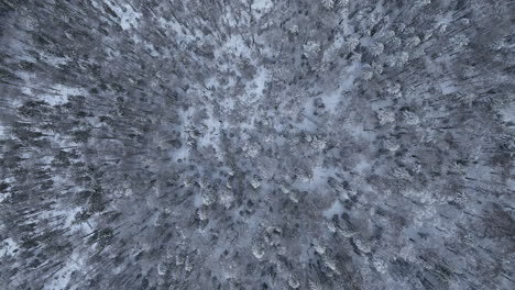 Top-down-view-of-the-winter-in-the-forest