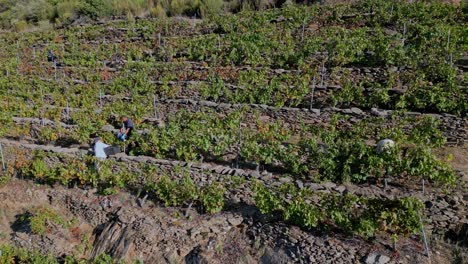 Vineyard-workers-gather-grapes-into-baskets-handing-off-to-friend,-Sil-river-canyon,-Galicia-Ourense,-Spain