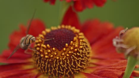 Rückansicht-Einer-Schwebfliege,-Die-Nektar-Auf-Blühender-Roter-Helenium-Sneezeweed-Blume-Saugt