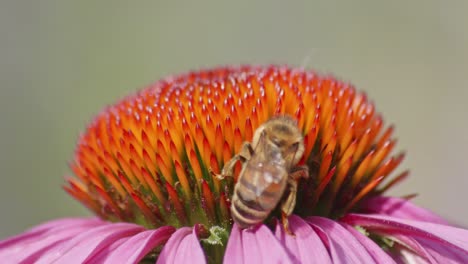 Makroaufnahme-Einer-Biene-Auf-Lila-Sonnenhut