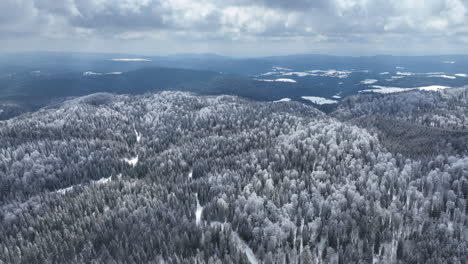 Aerial-panorama-of-the-snow-covered-pine-forest-on-the-mountain