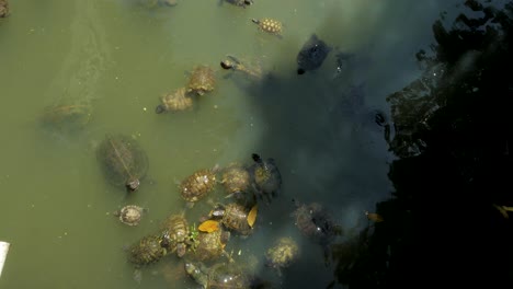 Vom-Aussterben-Bedrohte-Schildkrötenart,-Die-Fallende-Vegetation-Frisst