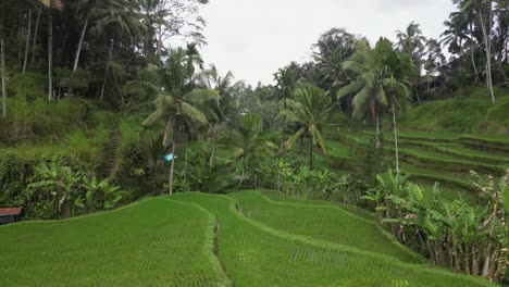 Flat-light-aerial-view-of-Ceking-Rice-Terraces-in-Ceking-valley,-Bali
