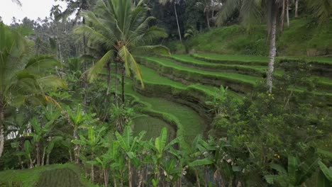 Aérea:-Turistas-Caminan-En-El-Nivel-Superior,-Terrazas-De-Arroz-Ceking-En-Bali-Verde