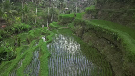 Young-blonde-woman-in-summer-dress-explores-flooded-rice-terraces