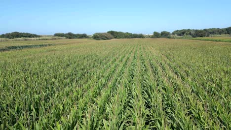 Bird's-eye-view-of-a-bird-flying-over-the-cornfield-and-rustling-in-the-wind