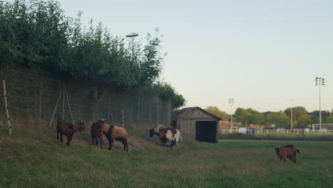 Goats-on-farmland-near-the-town-of-Montrichard,-France
