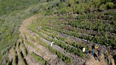 Aerial-bird's-eye-view-of-people-handing-baskets-full-of-grapes-and-harvesting-from-vineyard-in-Sil-Canyon
