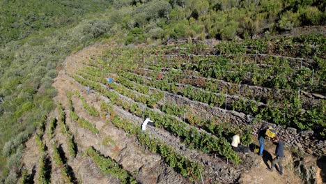 Vista-Aérea-De-Pájaro-De-Personas-Entregando-Cestas-Llenas-De-Uvas-Y-Cosechando-Viñedos-En-El-Cañón-Del-Sil