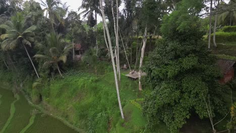 Tourist-enjoys-big-swing-on-valley-slope-overlooking-Bali-rice-terrace