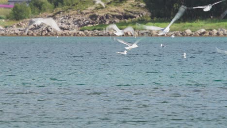 Seagull-Feeding-Frenzy-Behavior---Seagull-Catching-Fish-In-The-Water
