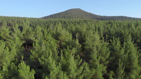 Aerial-drone-video-of-dense-green-Conifer-forest-panning-left-sunny-day