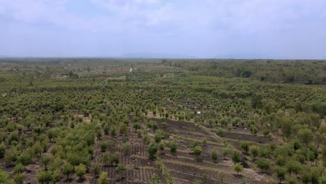 Eukalyptusplantage-In-Wonosari,-Indonesien,-Luftaufnahme