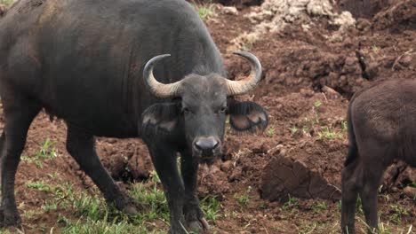 Madre-Búfalo-Africano-Con-Cría-En-El-Parque-Nacional-De-Aberdare-En-Kenia