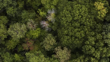 Grüner-Wald,-Herbstfarben,-Luftaufnahmen-über-Dem-Kopf,-4k