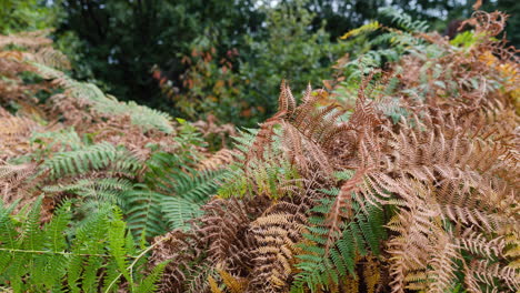 close-up-macro-motion-tracking-timelapse-fern-in-autumn-season-fall