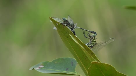 Dragonfly-mate---wind---leaf-