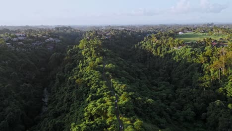 Drohne-Fliegt-über-Dem-Campuhan-Ridge-Park-Auf-Bali-Durch-Die-Langen-Palmenwipfel