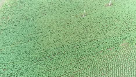 Aerial-drone-shot-of-a-large-sunflower-farm-field