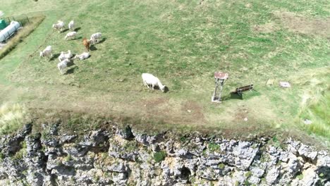 Drone-shot-of-cows-grazing-on-a-mountain