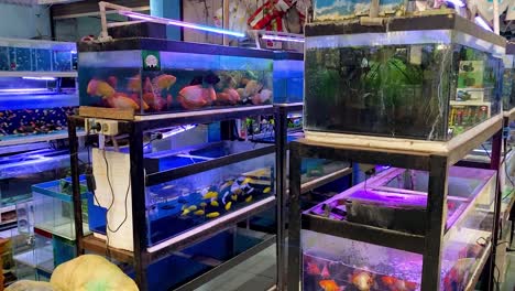 Beautiful-colorful-fish-on-the-tank-in-pet-store