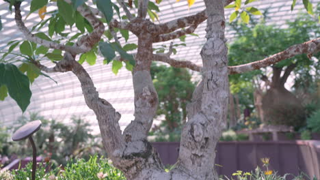 árbol-De-Algodón-Rojo-En-Los-Jardines-Junto-A-La-Bahía-En-Singapur