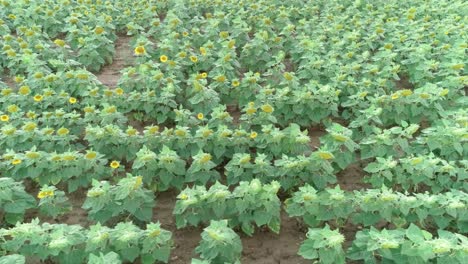 Drone-footage-of-sunflowers-growing-on-a-farm-field