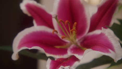 Nahaufnahme-Einer-Großen-Rosa-Blume