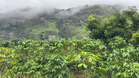 Coffee-bush-plants-in-misty-Colombian-tropical-green-valley