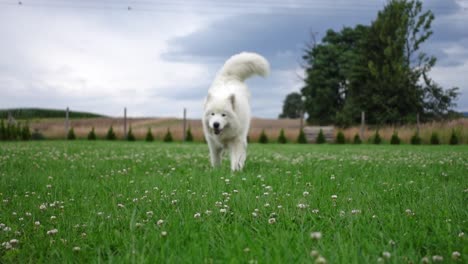 A-funny-static-shot-of-a-white-samoyed-dog-running-with-a-ball-towards-the-camera-in-slow-motion-on-the-green-lawn